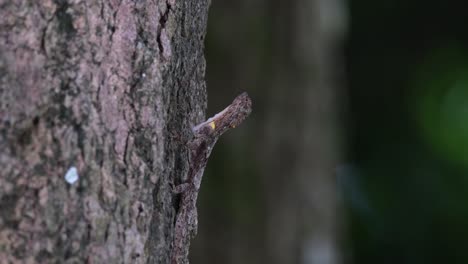 seen on the bark of a tree as an insect moves on its body bothering it making the draco move back and annoyed, spotted flying dragon draco maculatus, thailand