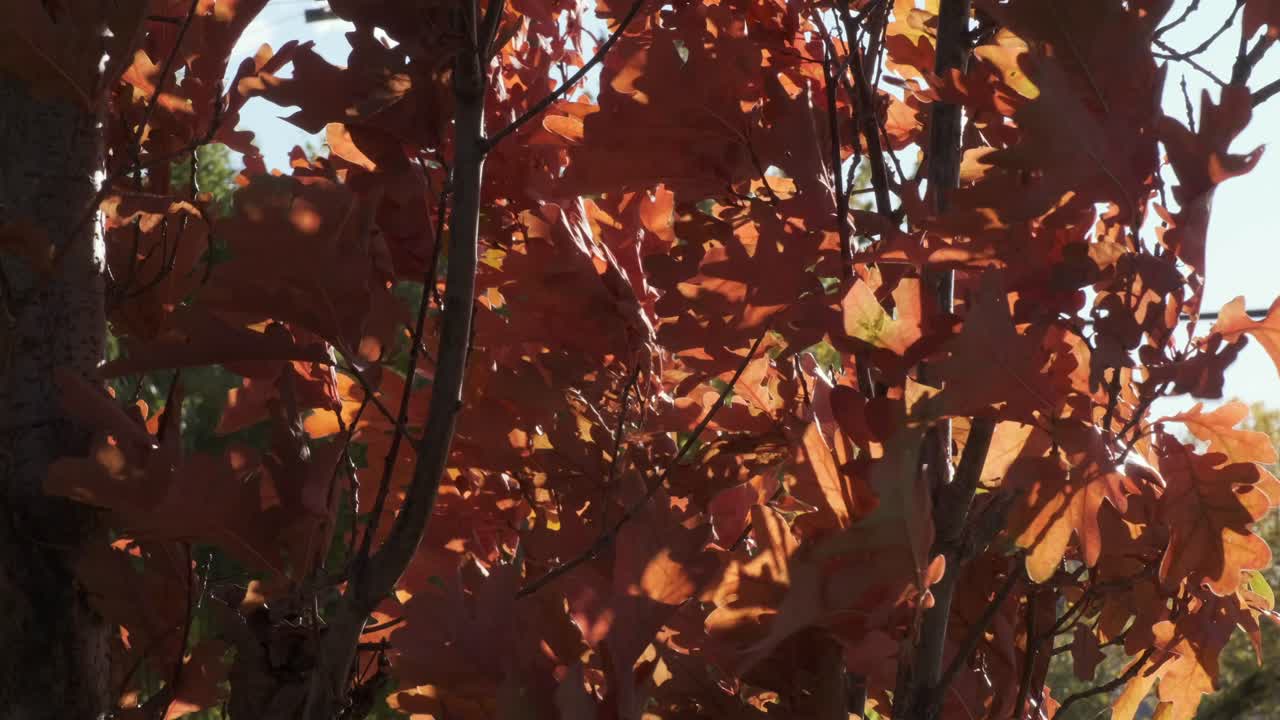hojas de otoño anaranjadas que soplan en una fuerte brisa 1 de 2