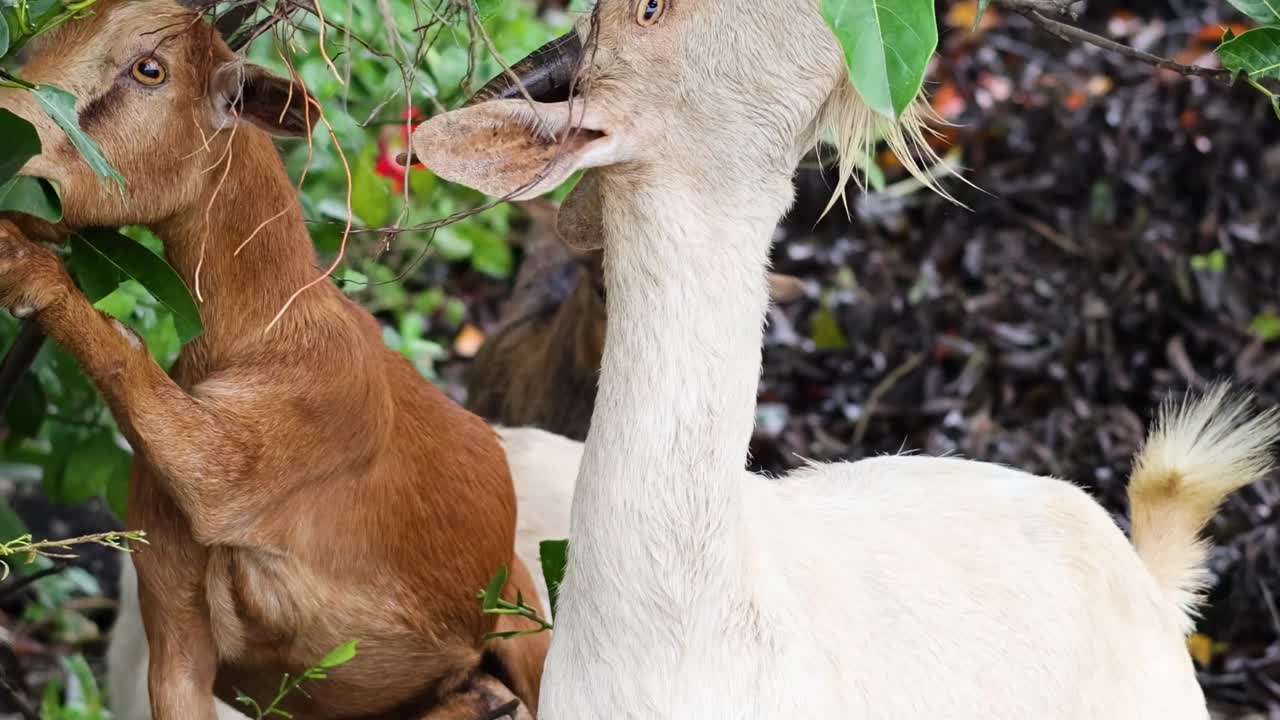 Goats eagerly stretch to nibble on leaves amidst lush greenery, showcasing their natural foraging behavior.