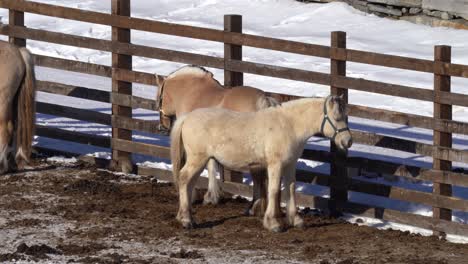 young male norwegian horny fjord stallion is flexing his reproduction organ while standing together with other horses inside fence