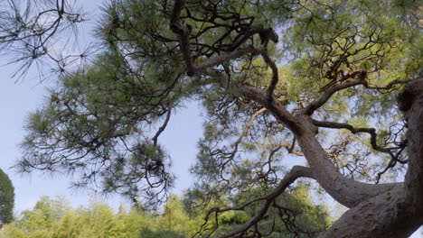 looking at the sky through the intricate branches of a japanese pine.