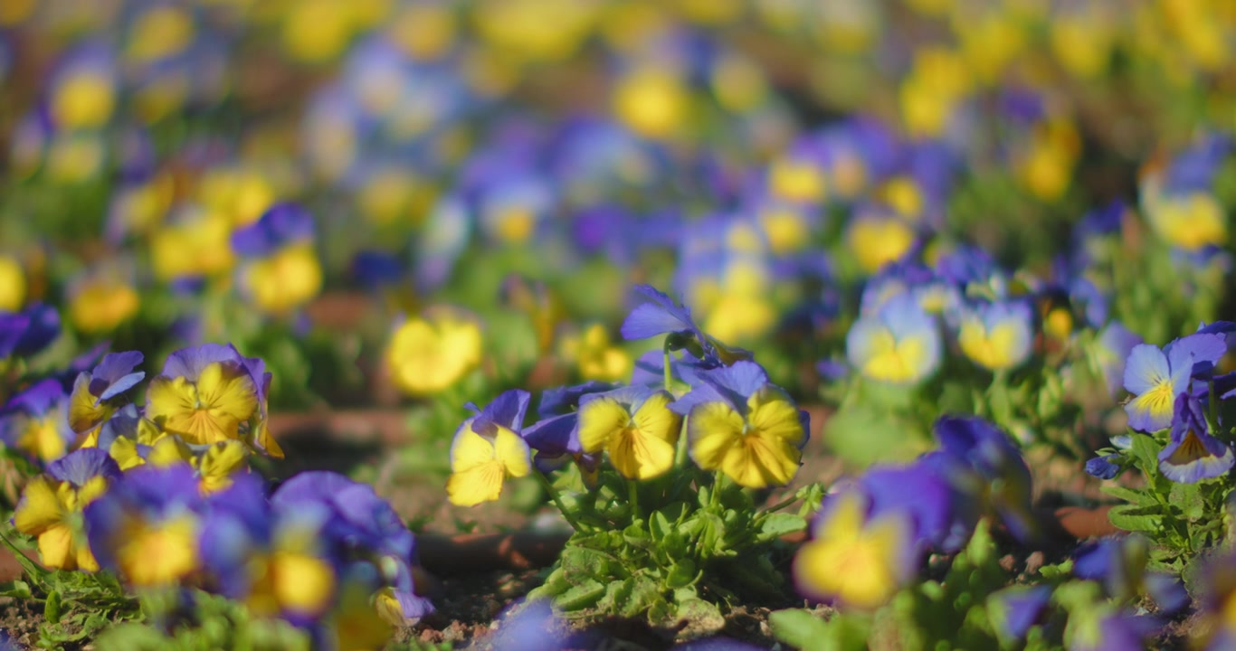 Lilla og gule blomster på bakken