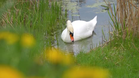 a swan is searching for food on the edge of a lake