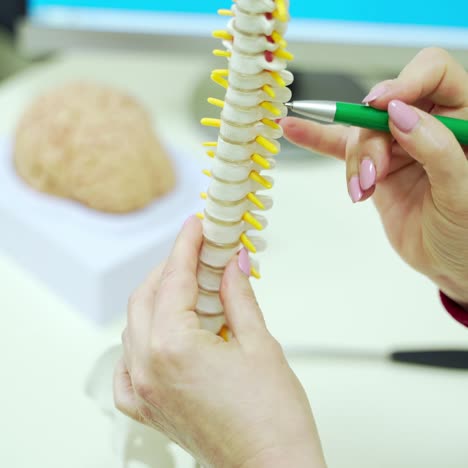 specialist doctor showing skeleton model. doctor tells about work of spine, model of human vertebrae