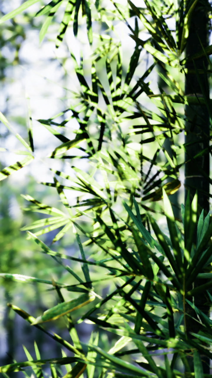 Light passing through green leaves on a sunny day creating patterns