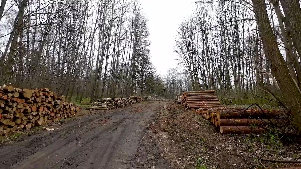 Deforestazione - Strada sterrata con tronchi d'albero accatastati su entrambi i lati. - vista aerea.
