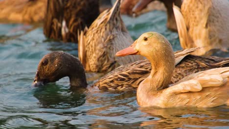 A-group-of-mallard-ducks-dive-in-harmony-to-search-for-food,-creating-a-serene-and-peaceful-scene-in-nature