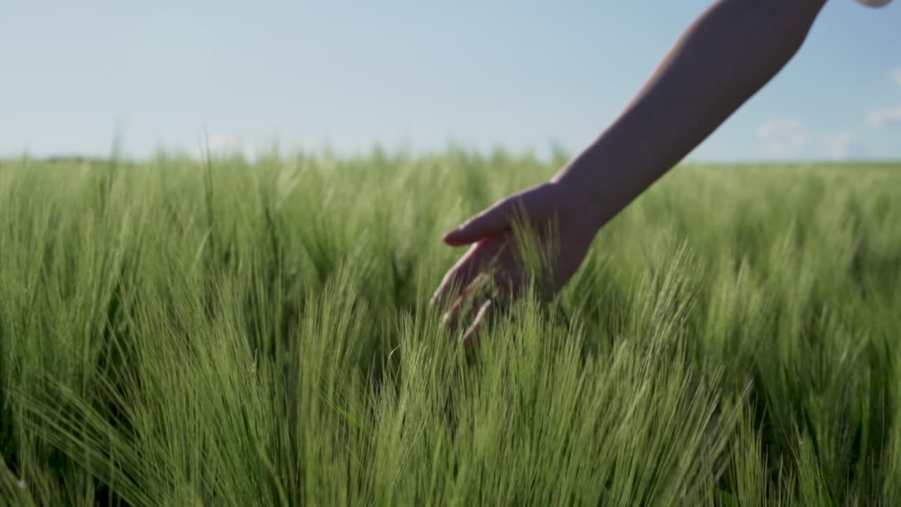 Cinematic slow motion footage showing a woman’s hand brushing over green wheat in a sunlit spring field. Captured in rural Bulgaria, the natural textures and golden light bring a calm