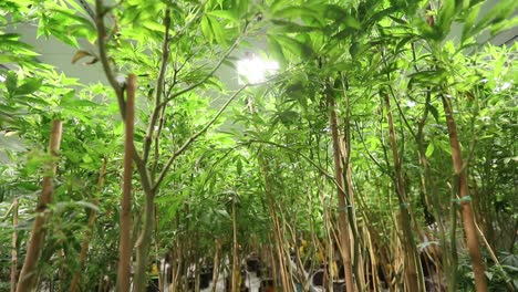 plantas altas de cáñamo de marihuana en una gran instalación de cultivo interior