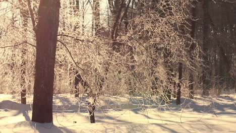 Winterbaum.-Sonneneruption-In-Ästen.-Baumstamm.-Winterwald.-Winterszene