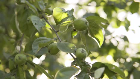 unripe green apples in the garden of an organic farm, a branch with a future crop swaying in the wind at sunset