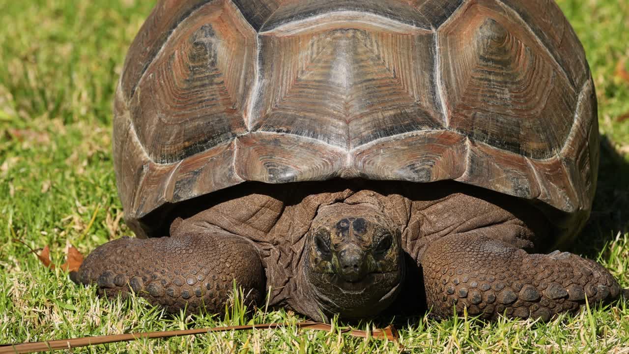 tortuga descansando en la hierba en el zoológico de melbourne