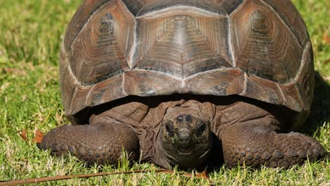 tortoise resting on grass at melbourne zoo