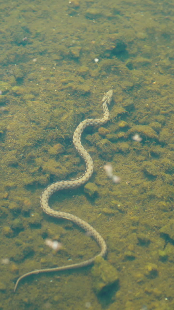 Snake underwater. Snake floats under the surface of the water. Vertical video