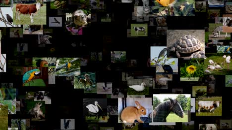 photo stream of animals moving up, seamless loop