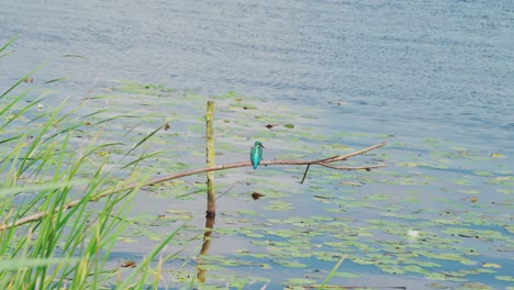 Rearview-of-Kingfisher-perched-on-branch-over-idyllic-pond-in-Friesland-Netherlands-as-tall-grass-sways-in-wind