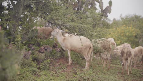 herd of goats in the pasture with cactus