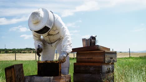 Beekeeper-removing-honeycomb-from-beehive-in-apiary