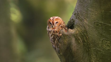 tawny owl, bosuil, poking head out of tree trunk, looking into camera, baby, forest woods, shallow depth of field, cinematic close up