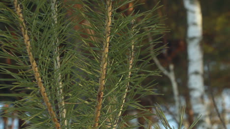 pine needles. closeup. pine tree. young pine needle branch and old pine tree