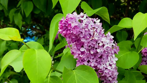 amazing lilac lilac in the tree