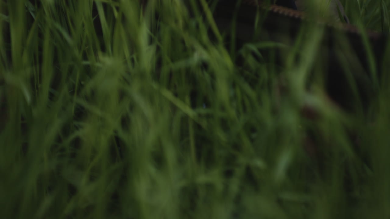 hombre militar acostado en la hierba, apuntando con un rifle de asalto a través del alcance