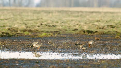 Black-tailed-godwit-and-a-flock-of-ruff-birds-during-spring-migration-on-wetlands-flooded-meadow-feeding