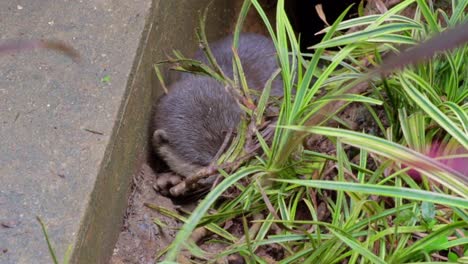 Lindo-Cachorro-De-Nutria-De-Pelo-Liso-Jugando-En-La-Entrada-De-Su-Madriguera