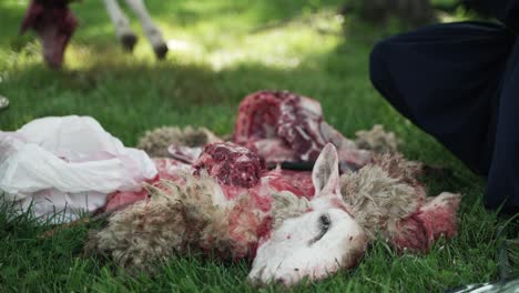 middle eastern men skin a sheep to use the meat to eat in celebration of muslim, religious holiday ramada, eid al-adha or eid al-fitr in cinematic slow motion