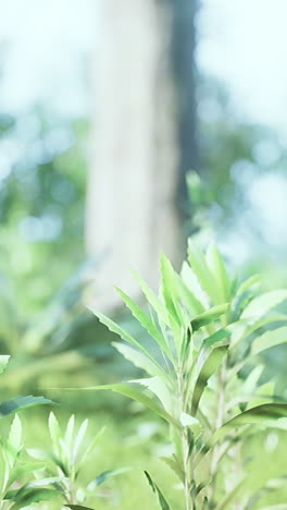 beautiful green foliage in nature