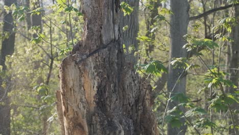 cortador de hacha partiendo un árbol