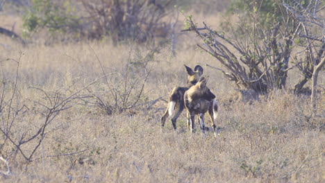 Afrikanischer-Wildhund-Oder-Gemalter-Hund,-Zwei-Stehen-Zusammen,-Zeitlupe