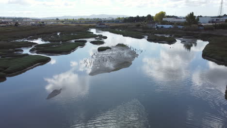 Vista-Aérea-Que-Muestra-Una-Hermosa-Marisma-Con-Una-Bandada-De-Pájaros-Descansando-En-La-Isla---Reflejo-De-Nubes-Y-Cielo-En-El-Agua-Del-Lago---Grupo-De-Pájaros-Volando