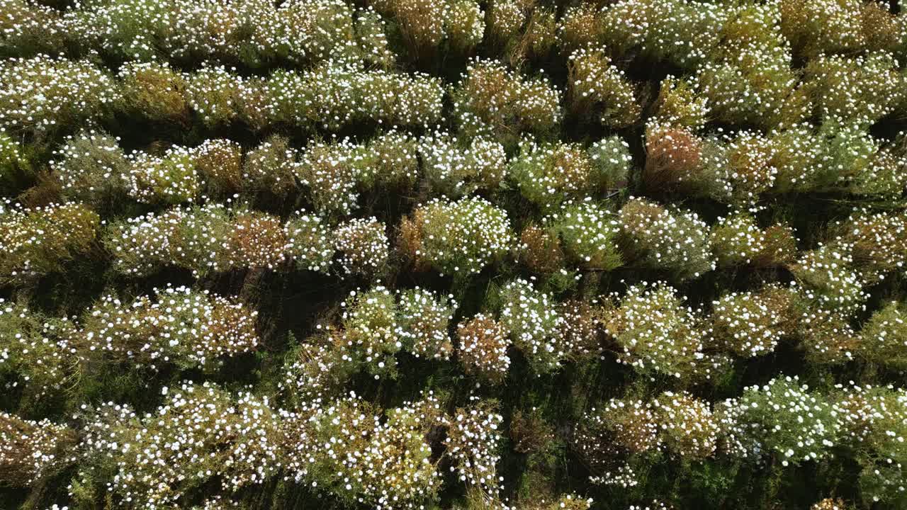 Top-down drone view flying above rows of white marigold flowering crops with blossoms growing in patterned agricultural fields in Nashik, Maharashtra, India
