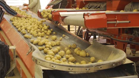 la fábrica de patatas.