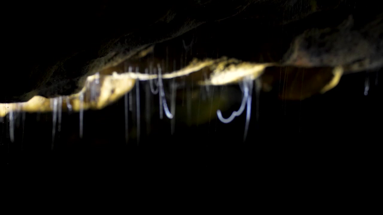 Opplyst Arachnocampa Luminosa, mørk underjordisk bakgrunn, Waitomo-grotten, New Zealand.