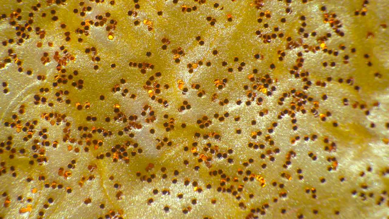 brillo de oro y polvo