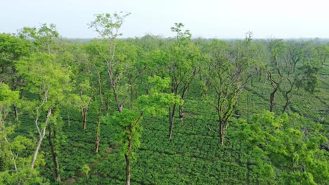 Ariel-O-Vista-De-Drones-Una-Especie-De-Jardín-De-Té-Assam