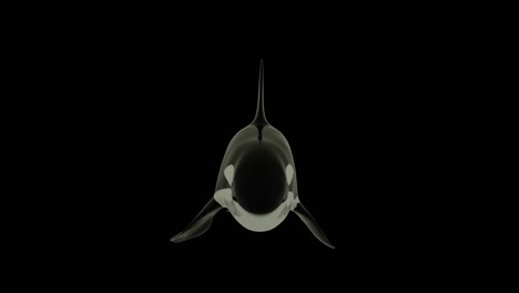 orca killer whale on black screen background. alpha channel included