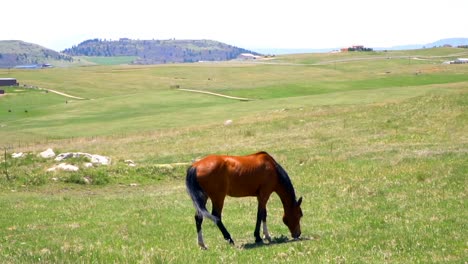 Slow motion of horses grazing and walking in green pasture.