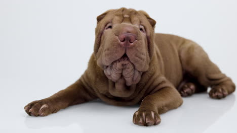 shar pei dog puppy lying down against white background