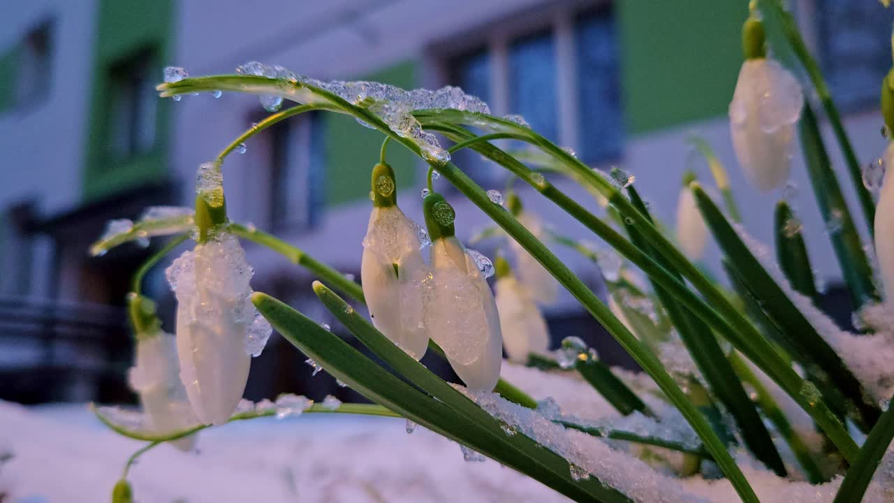 Frost-covered snowdrops stand resilient in crisp air of an early spring morning