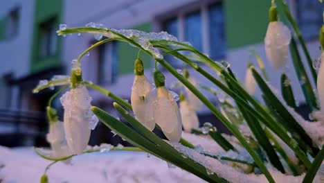 frost-covered snowdrops stand resilient in crisp air of an early spring morning