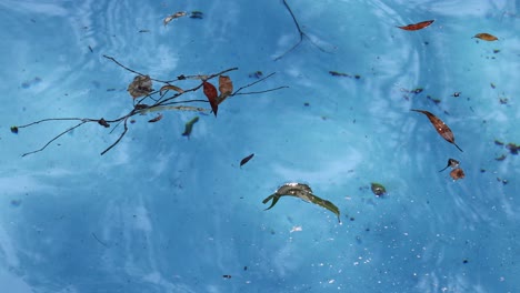 fish swimming among floating autumn leaves in pond