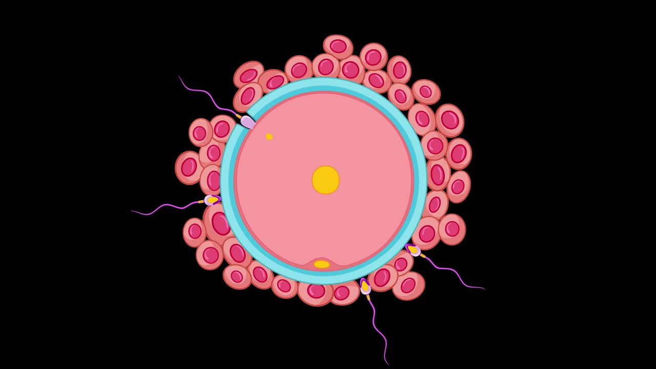 Animated sperm swim toward human egg cell, illustrating fertilization process with clear, scientific graphics