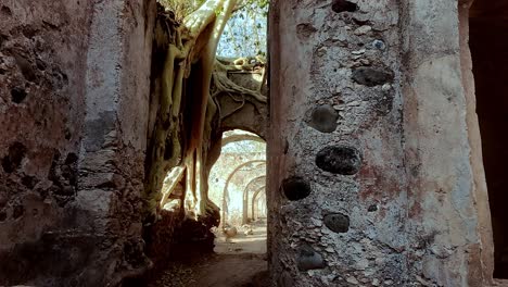 ancient ruins overgrown by tree roots at hacienda ixtoluca, bathed in warm sunlight