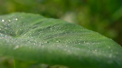 Morning-Dew-Fell-on-leaf