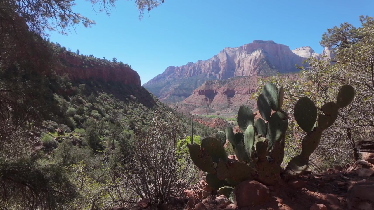 Una vista paesaggistica del sud-ovest americano con un cactus, montagne di roccia rossa e un cielo aperto.