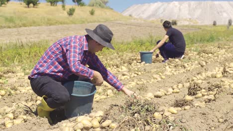 granjero recogiendo patatas en el campo.