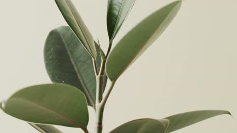 close up of green leaves on white background with copy space in slow motion